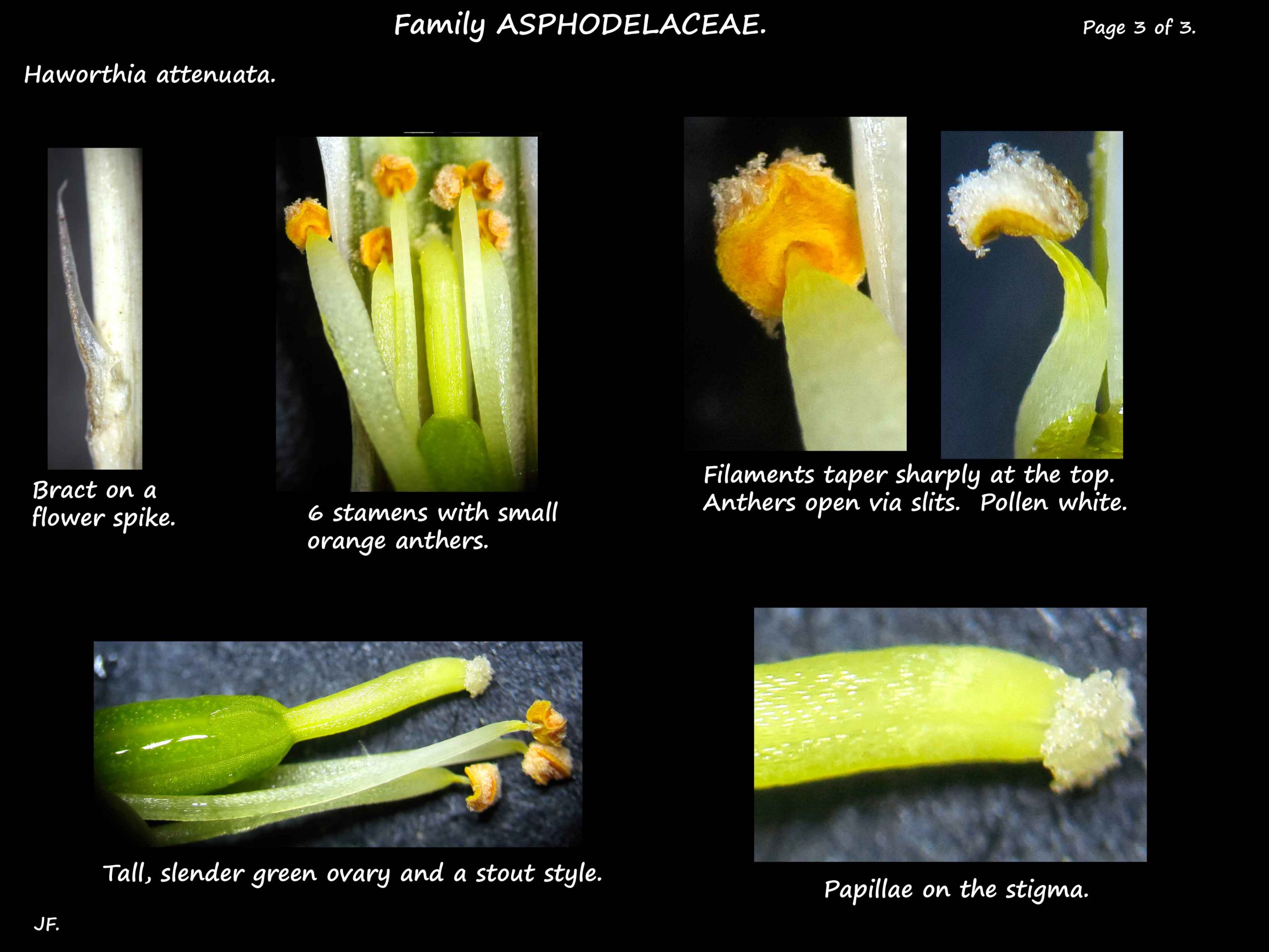 3 Haworthia attenuata stamens & carpel